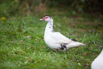  Muscovy duck at cloudy day in autumn