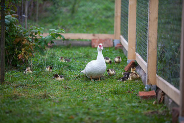 Muscovy duck awith little ducklings