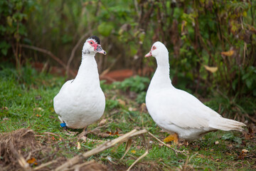  Two Muscovy ducks at cloudy day in autumn