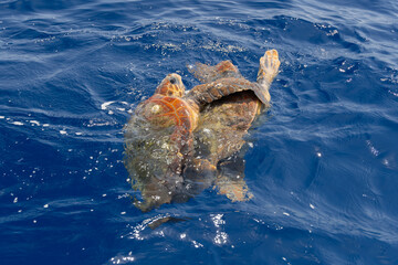 Mating loggerhead sea turtles in the mediterranean sea near Turtle Island, Zakynthos, Greece