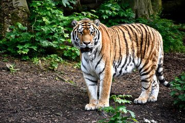 Tigre de Sibérie regards croisés