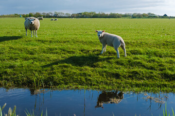 Fototapeta premium Two sheep peacefully standing in a lush grassy field next to a picturesque pond in Texel, Netherlands.