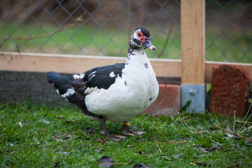  Muscovy duck at cloudy day in autumn