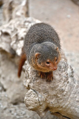 Portrait d'une petite mangouste grise