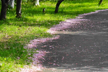 遊歩道に落ちた桜の花びら