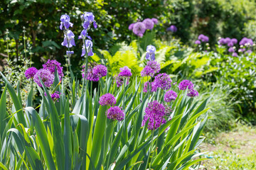 A unique allium giganteum flower with large spherical flowers.