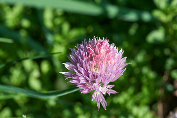 Schnittlauch Blüte im Sommer