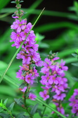 お盆に仏壇に供える花