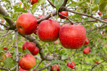 Delicious apples from Japanese orchards that are about to be harvested.