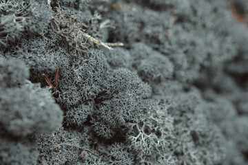 Dense cluster of grey reindeer moss. Detailed Reindeer Lichen. Dark gray Icelandic moss