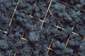 Reindeer moss in a wooden box. The cells of a wooden box are densely filled with dark lichen. Floral decor.