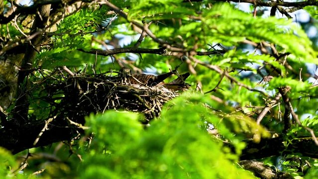 Common Kestrel Falco tinnunculus. The bird is sitting in the nest. Close up. Slow motion.