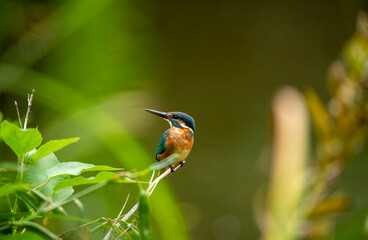 ウン、向こうで何か音がするな