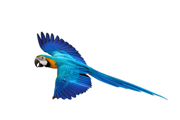 Colorful flying Blue and Gold Macaw parrot isolated on transparent background png file