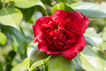 Beautiful red and rare camellia ‘Himejishi’ flowers in the garden.