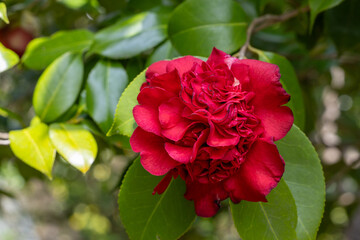 Beautiful red and rare camellia ‘Himejishi’ flowers in the garden.