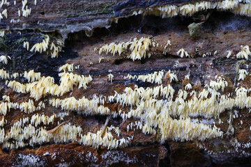 Mucronella calva, also called Hydnum calvum, commonly known as Swarming Spine, wild fungus from Finland