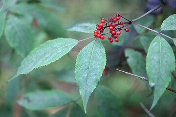 Sambucus racemosa, known as red elderberry or red-berried elder, poisonous plant from Finland