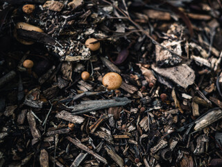 Mushrooms in the forest