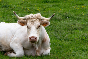 superbe vache laitière de race charolaise avec de belles cornes couchée dans un pré se reposant...