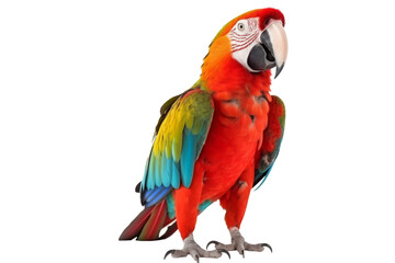 Fototapeta premium parrot