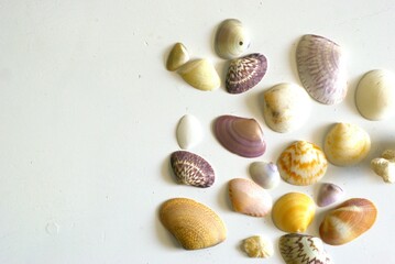 a group of various seashells on a white background with copy space area, summer vacation in...