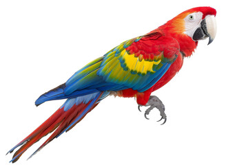 Fototapeta premium parrot