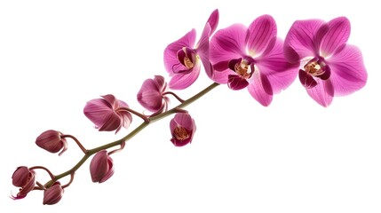 Elegant purple orchid flowers on a white background. Bright and fresh floral image for decorative purposes. Perfect for botanical studies and modern designs. AI