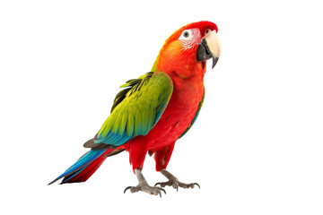 Fototapeta premium parrot 
