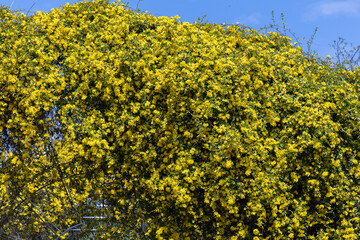 Carolina jasmine blooms in many yellow flowers in the garden.