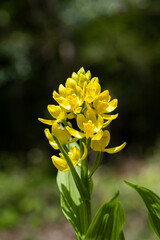 Cephalanthera falcata flowers bloom quietly and beautifully in the shade of the forest trees.