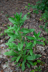 green leaves in the forest