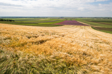 Panoramic view of a wheat field