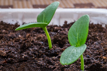 cucumber plant closeup seedlings