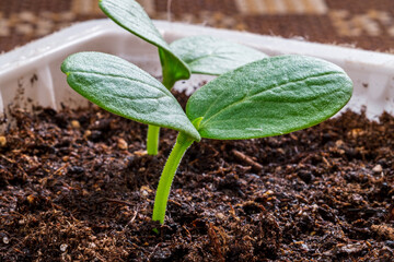 cucumber plant closeup seedlings