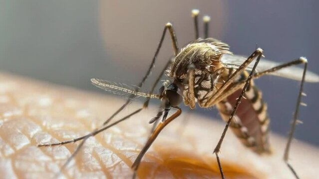Close-Up of a Mosquito on Human Skin in the Wild, A Detailed Glimpse into Nature's Tiny Predator