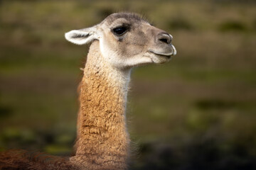 Portrait of a Guanaco (Lama Guanaco) in Torres del Paine National Park, Patagonia, Chile. © Grantat