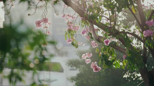 Tabebuia rosea bloom in spring in the city