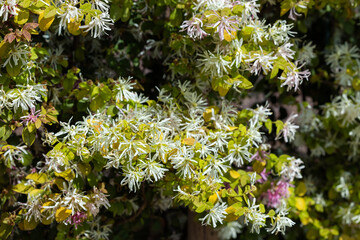 Flower of the chinese fringe bush that blooms with many white flowers.