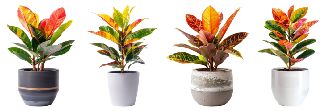 Croton flower, pot, isolated, PNG set 