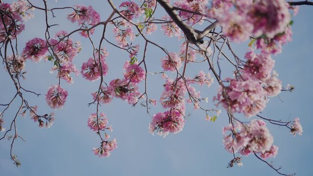 Tabebuia rosea bloom in spring in the city