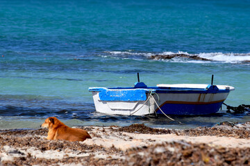 Pies pilnujący łodzi na przylądku Anny na Djerbie © Darcos