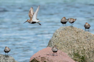 Alpenstrandläufer an der dänischen Ostsee