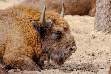 Żubry w rezerwacie © FotoWave Dawid Nowak