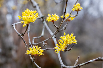 Yellow cornelian flowers that bloom in early spring.