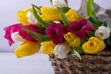 A close-up of a basket with colorful blooming tulips. Holiday card. Copyspace.