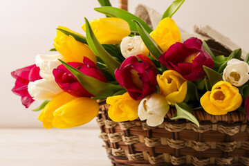 A close-up of a basket with colorful blooming tulips. Holiday card. Copyspace.