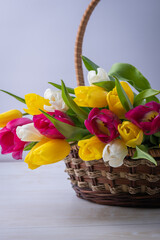 A close-up of a basket with colorful blooming tulips. Holiday card. Copyspace.