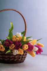 A close-up of a basket with colorful blooming tulips. Holiday card. Copyspace.