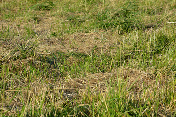 Dried cut grass.
